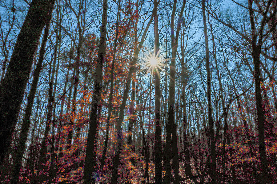 Early Southern Forest Sunrise Photograph