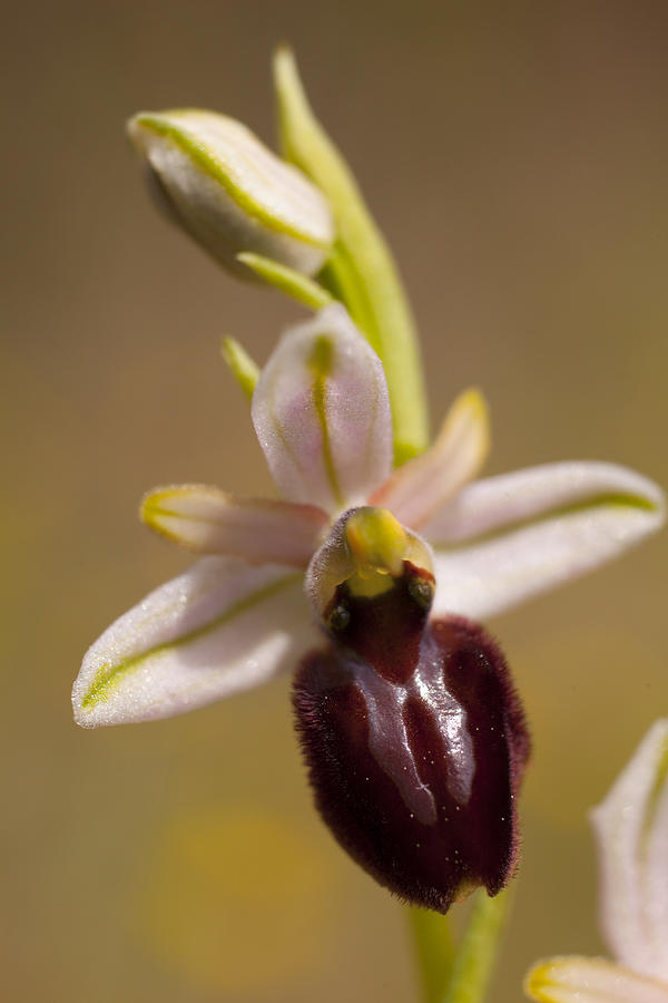Early Spider Orchid Photograph by Caroyl La Barge
