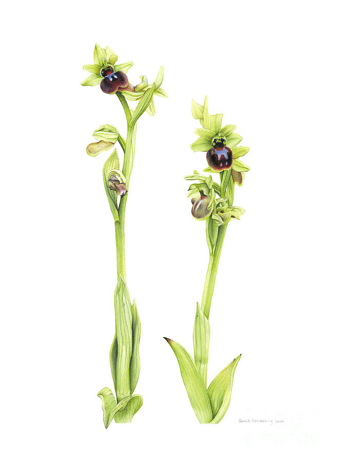 Orchid Painting - Early Spider Orchid by Sarah Stribbling