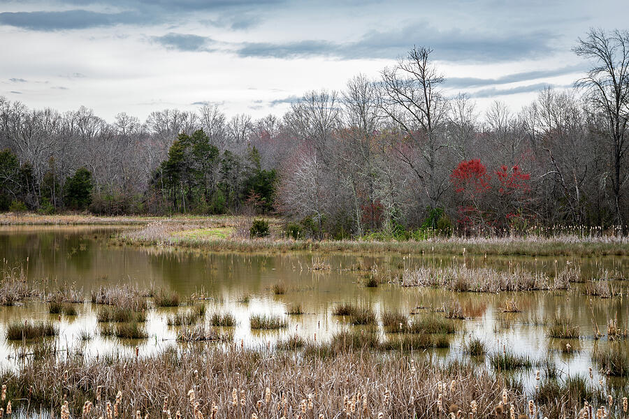 Early Spring By The Marsh Photograph
