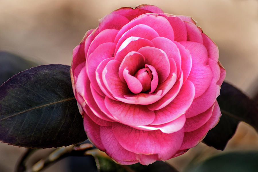Early Spring Camellia Photograph by Don Johnson