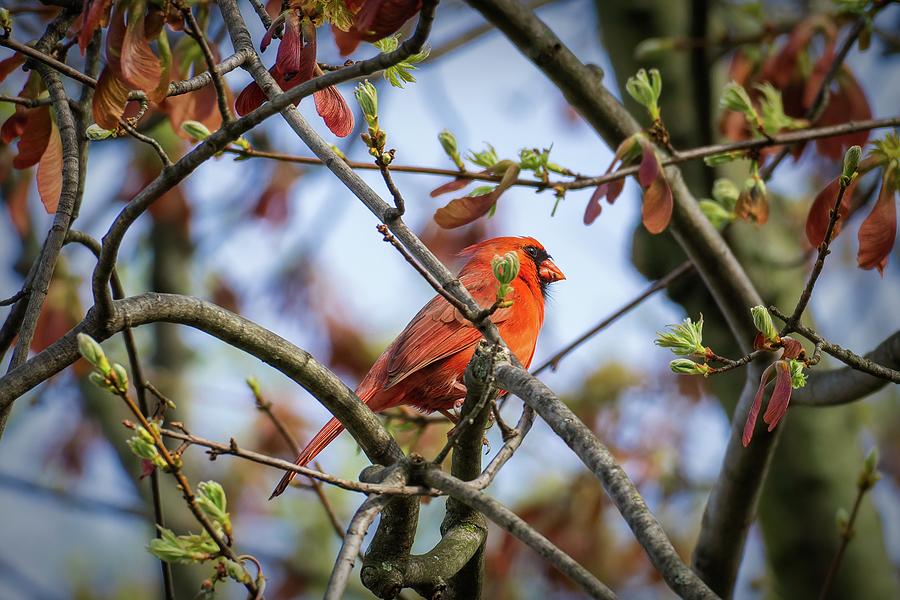 Early Spring Cardinal Photograph by Jason Fink