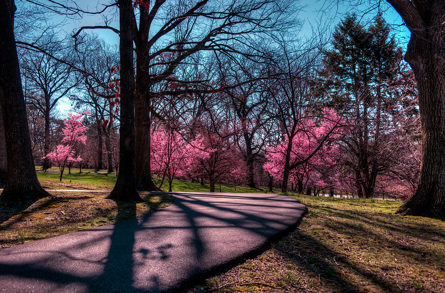 Early Spring Cherry Blossoms Photograph by Anthony Sacco