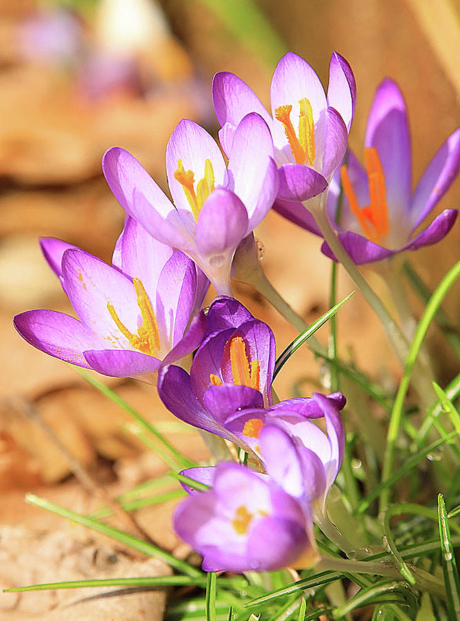 Early Spring Crocus Flowers Photograph by Tina M Daniels   Whiskey Birch Studios