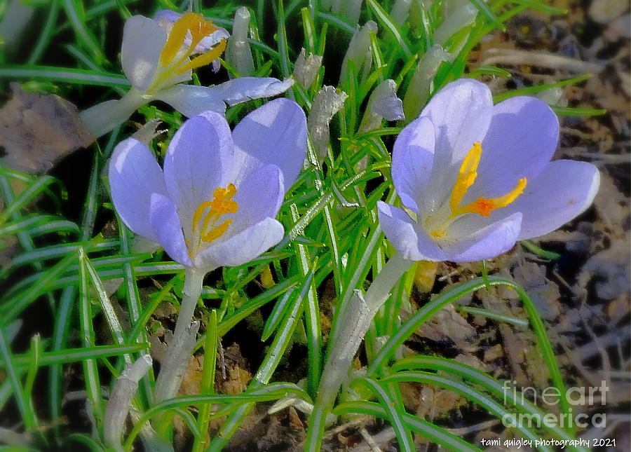 Early Spring Crocus  Photograph by Tami Quigley