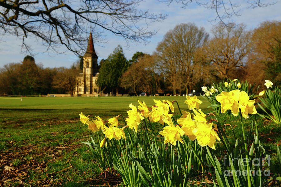 Early spring daffodils on Southborough Common Kent England Photograph by James Brunker