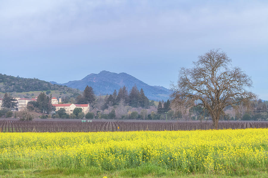 Early Spring In Napa Photograph by Jonathan Nguyen