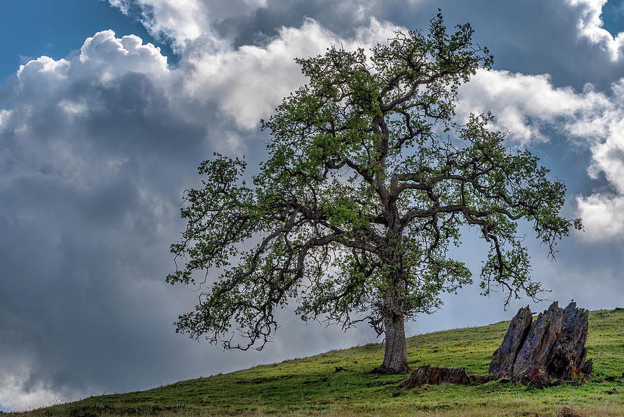 Early Spring In Sierra Nevada Foothills Of Central California Photograph By Doug Holck Fine