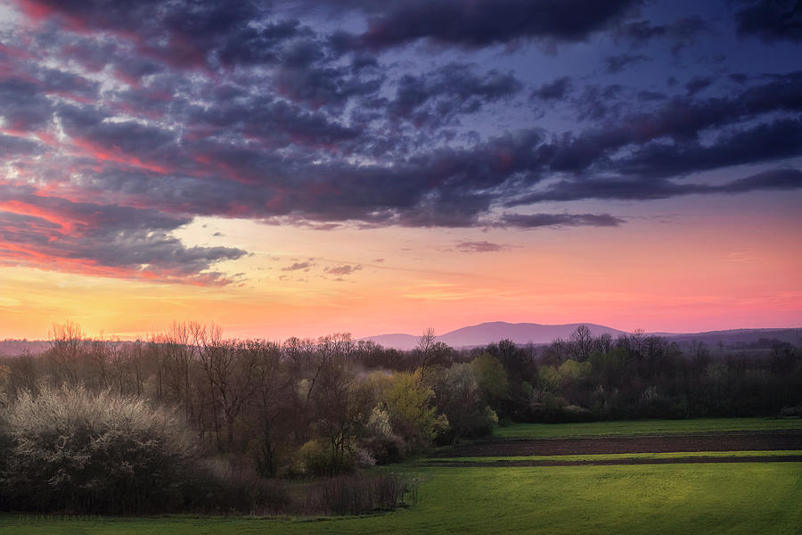 Early spring in the field at sunset Photograph by Dejan Travica