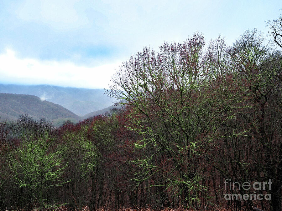 Nature Photograph - EARLY SPRING in the SMOKIES by Curtis Boggs