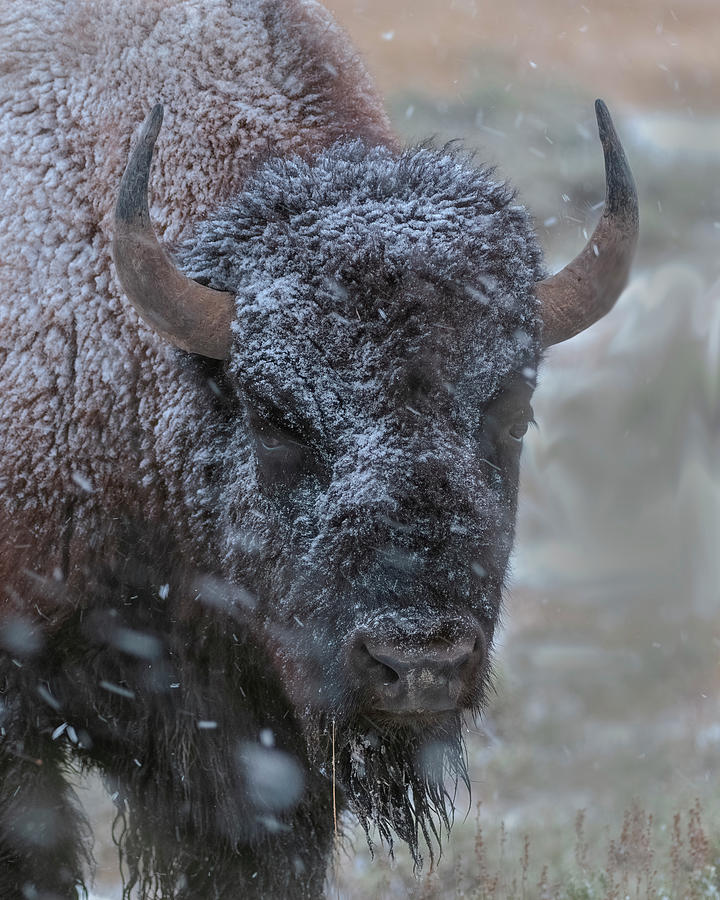 Early Spring Late Snow Buffalo Photograph by Gary Langley
