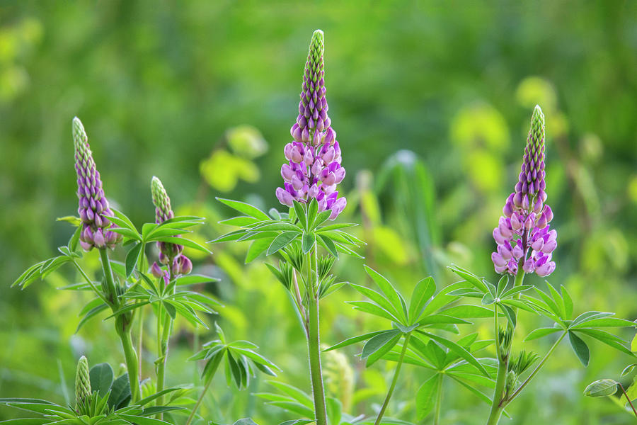 Early Spring Lupine Blooms Photograph by White Mountain Images