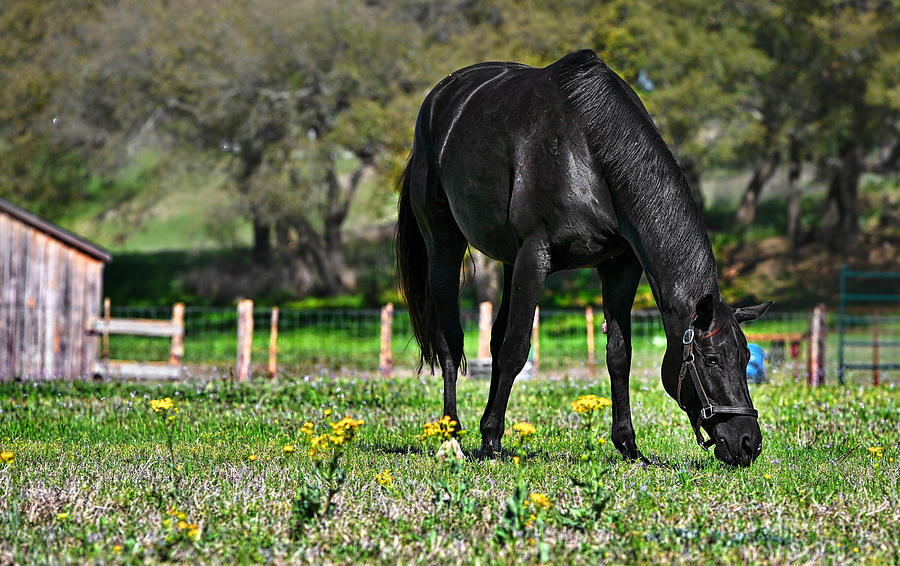 Black Horse Photograph - Early Spring Morning - Black Horse by Miguel Lecuona