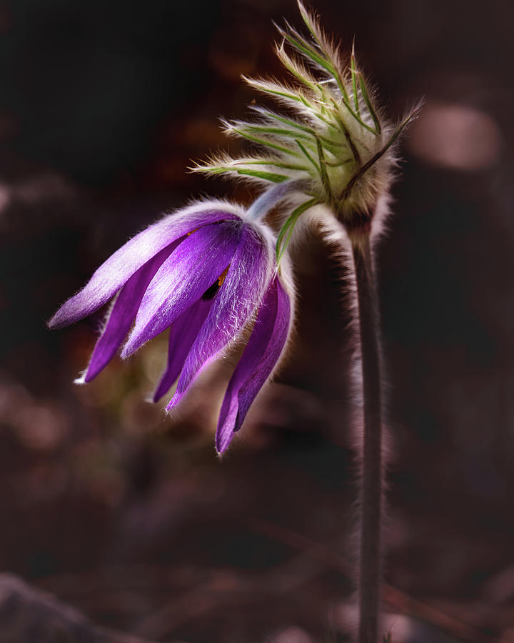 Early Spring Pasque Flower Photograph by Janis Knight