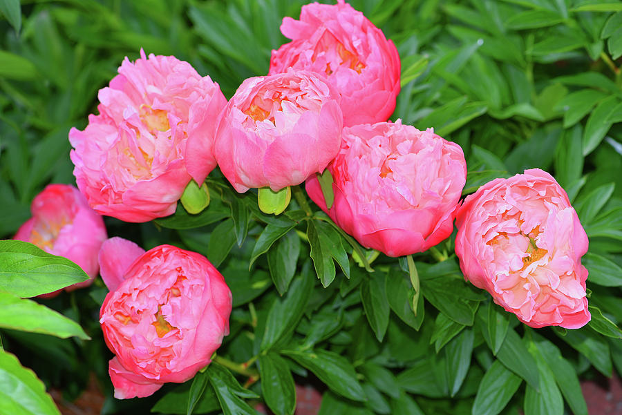 Early Spring Peonies Photograph by Robert Tubesing - Fine Art America