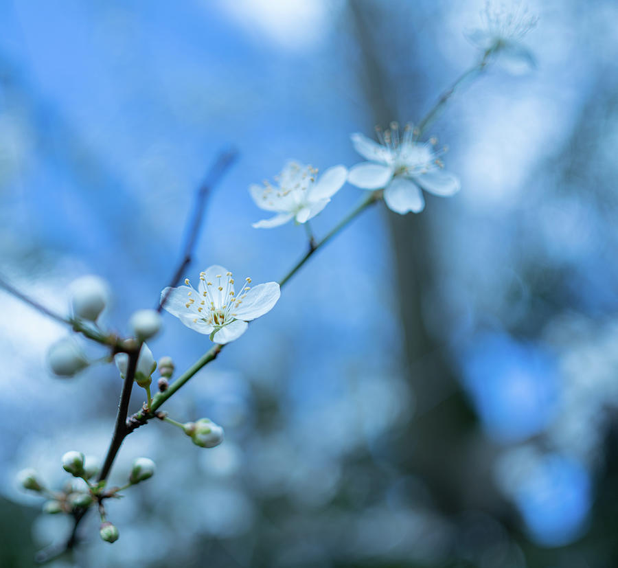 Early Spring Plum Blossom Photograph
