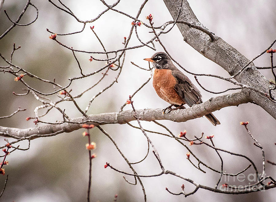 early spring Robin Photograph by Marie Fortin