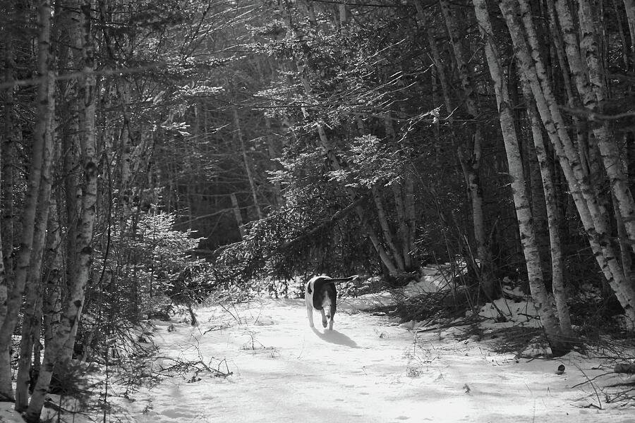 Early Spring Trail Walk Photograph by Sue Capuano Early Spring Trail Walk Photograph by Sue Capuano
