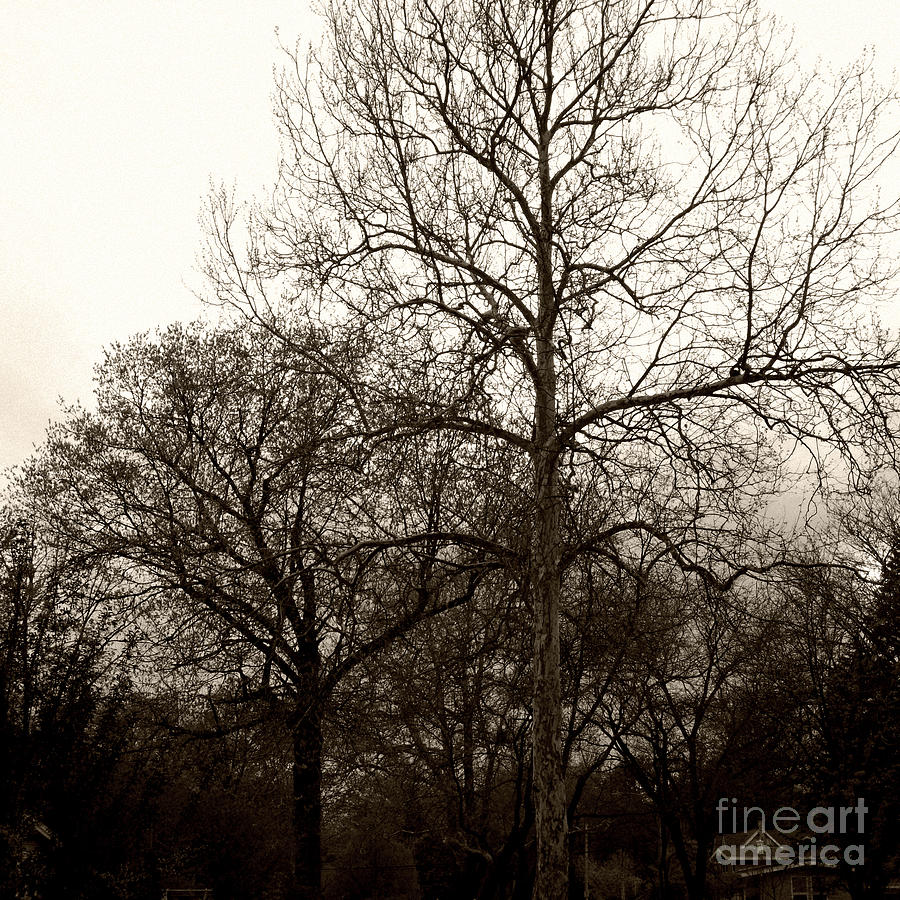Early Spring Trees At Sunset - Sepia - Square Photograph