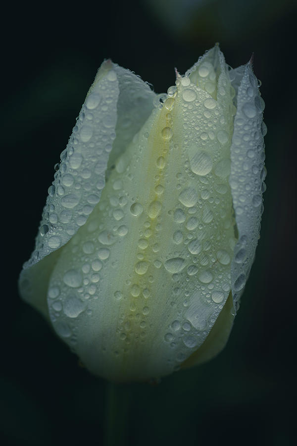 Early Spring Tulip Photograph