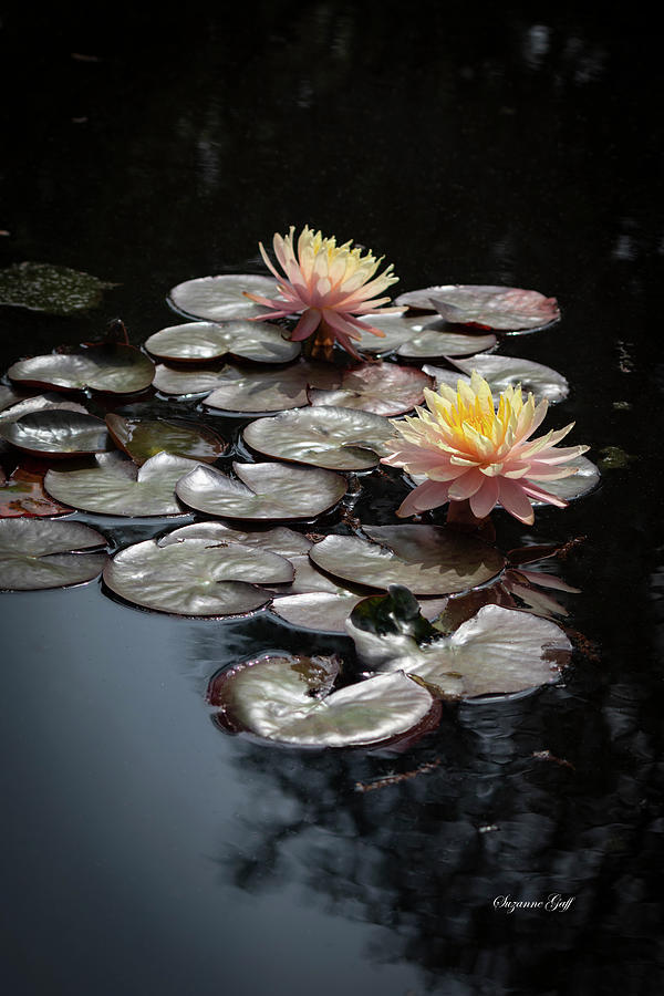 Early Spring Water Lilies II Photograph by Suzanne Gaff