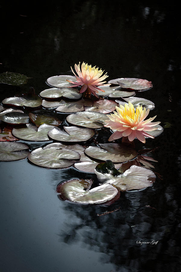 Early Spring Water Lilies in Watercolor II Photograph by Suzanne Gaff