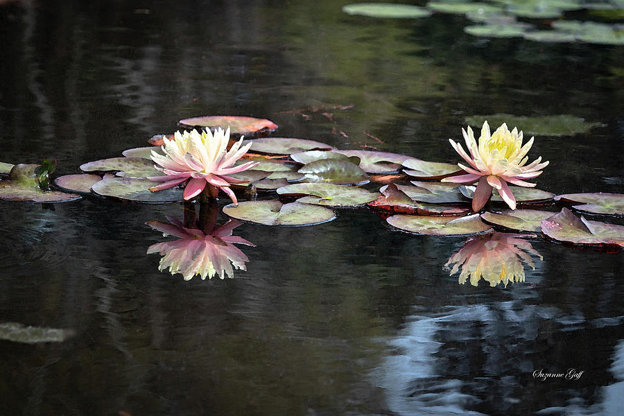 Early Spring Water Lilies in Watercolor Photograph by Suzanne Gaff