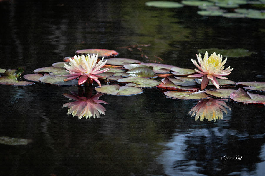 Early Spring Water Lilies in Pastel Photograph by Suzanne Gaff