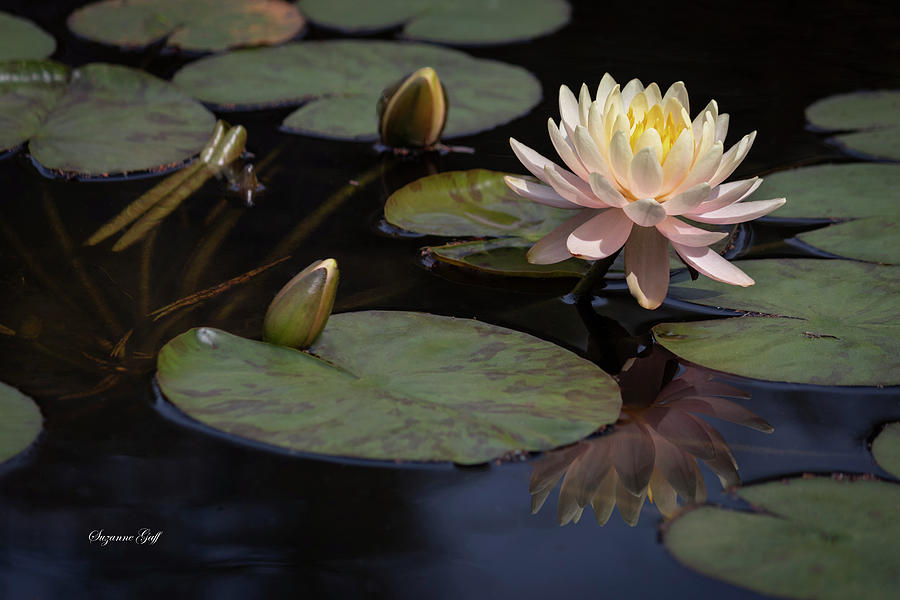 Early Spring Water Lily I Photograph by Suzanne Gaff