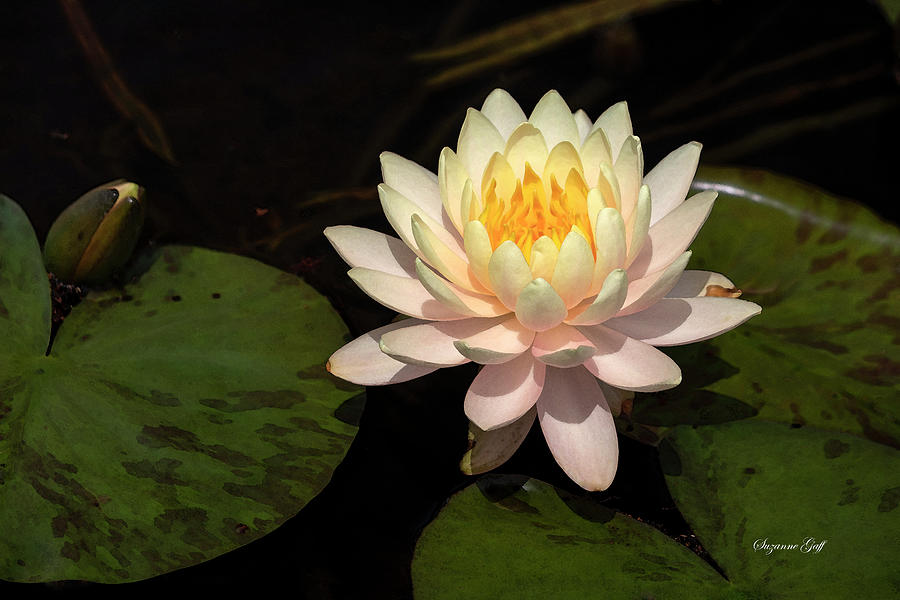 Early Spring Water Lily III in Watercolor Photograph by Suzanne Gaff