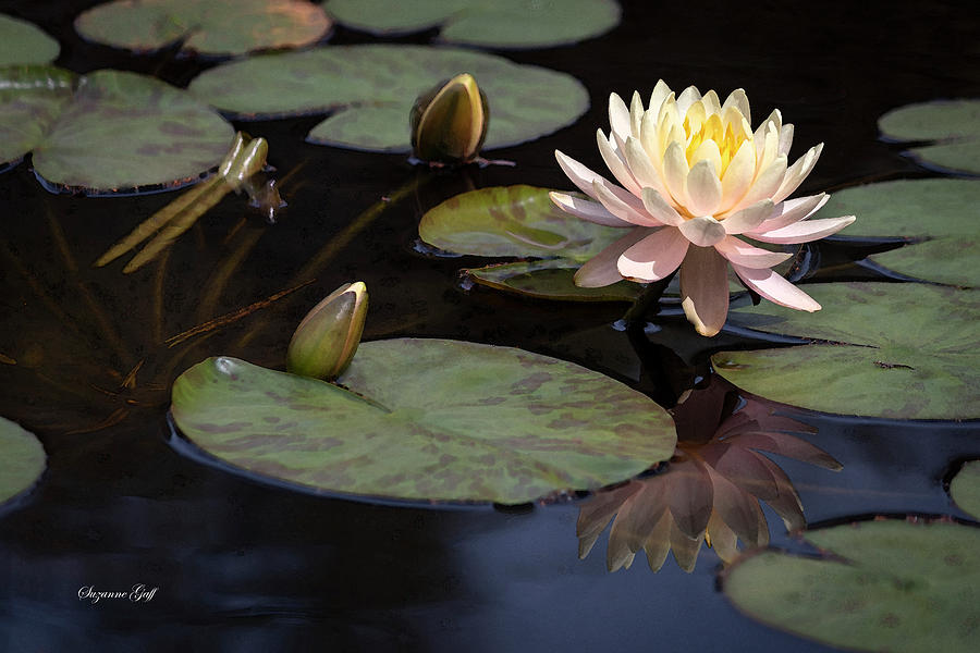 Early Spring Water Lily in Watercolor Photograph by Suzanne Gaff