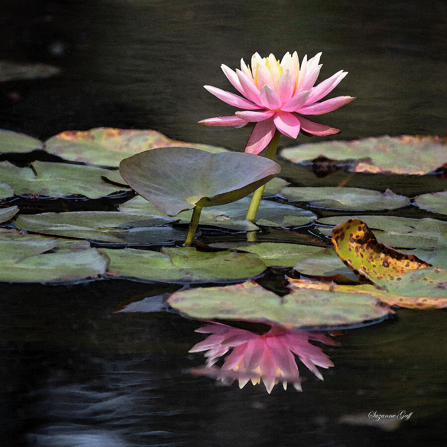 Early Spring Water Lily Square V in Watercolor Photograph by Suzanne Gaff
