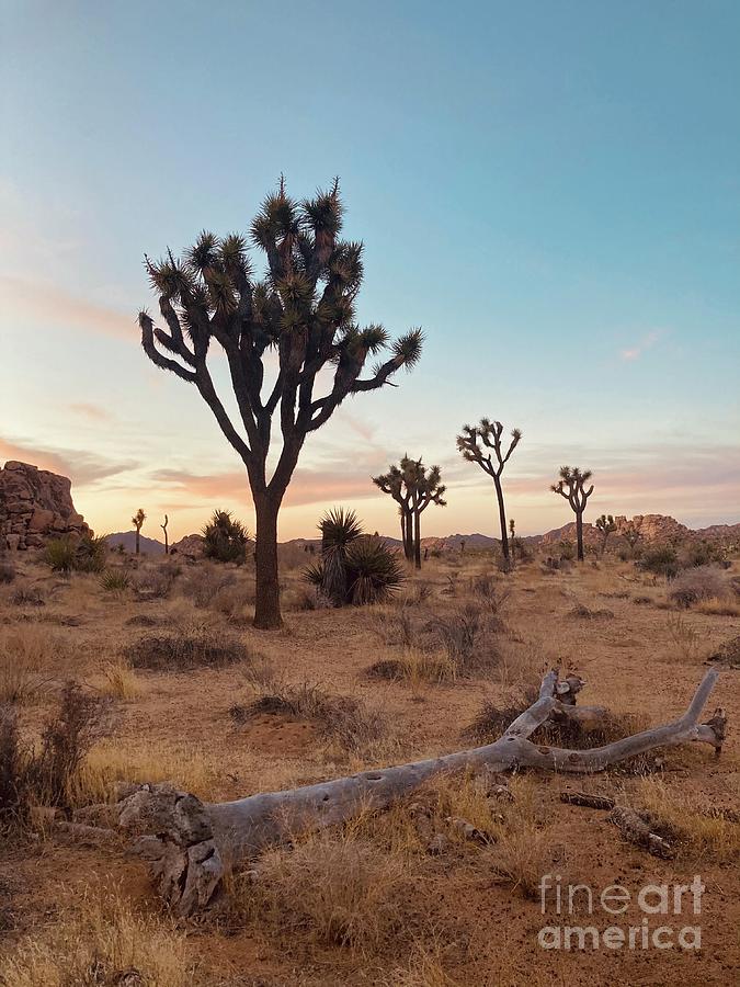Early Sunset at Joshua Tree Photograph by Ruth Jolly