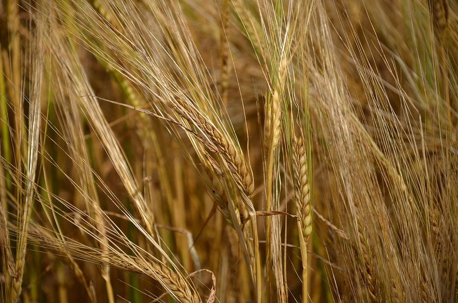 Ears Of Golden Wheat Photograph by Neil R Finlay