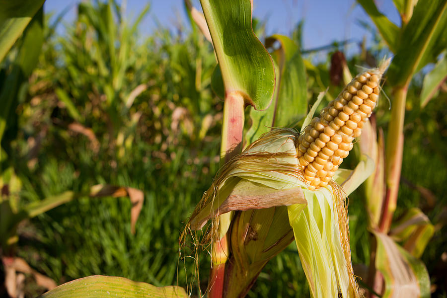Ears of young corn in field Photograph by WHPics
