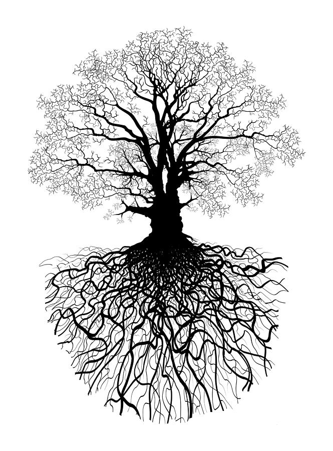 tree roots art