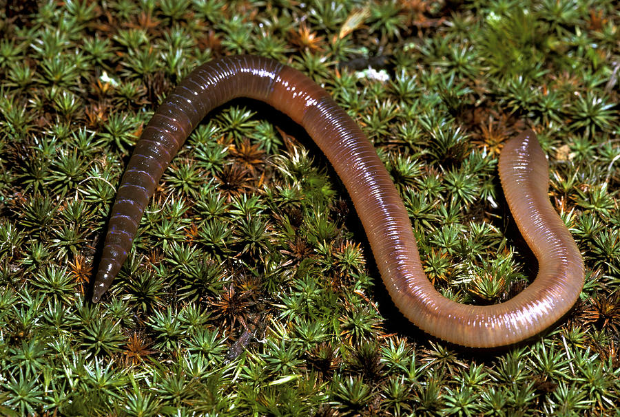 Earthworm. Segmented Worm Or Annelid. Lumbricus Terrestris. Clitellum & Other Structures E.g. Setae. Photograph by Ed Reschke
