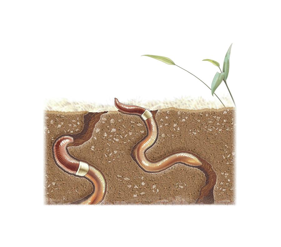 Earthworms. Digital Art by Album