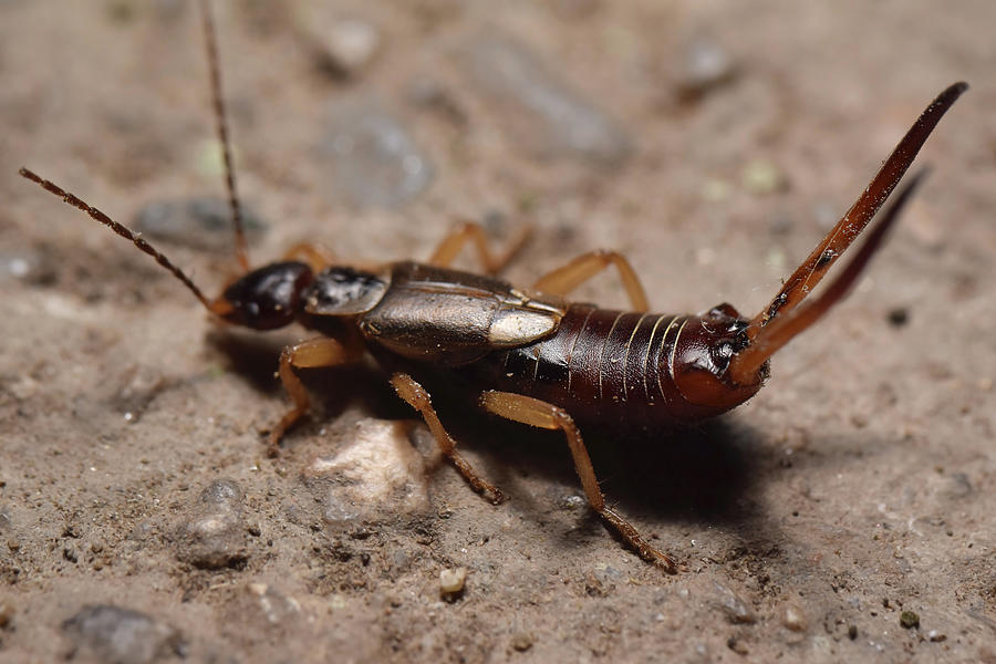 Earwig close up Photograph by Branislav Vlajic - Fine Art America