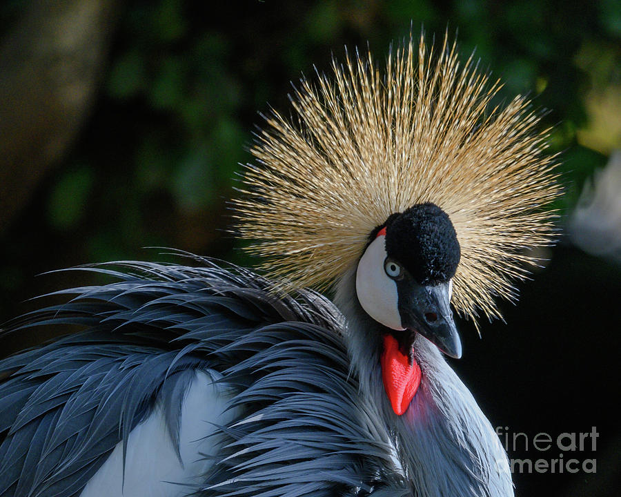 East African Crown Crane - Balearica Regulorum Photograph by Abigail Diane Photography