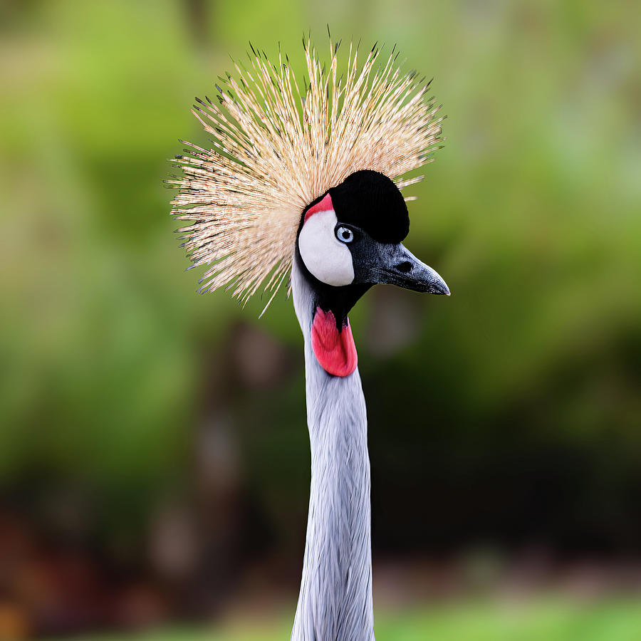 East african Crowned Crane 001 Photograph by Flees Photos