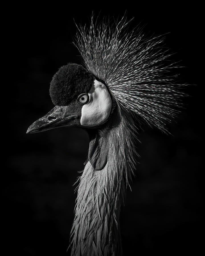 East African Crowned Crane BW Photograph by Ernest Echols