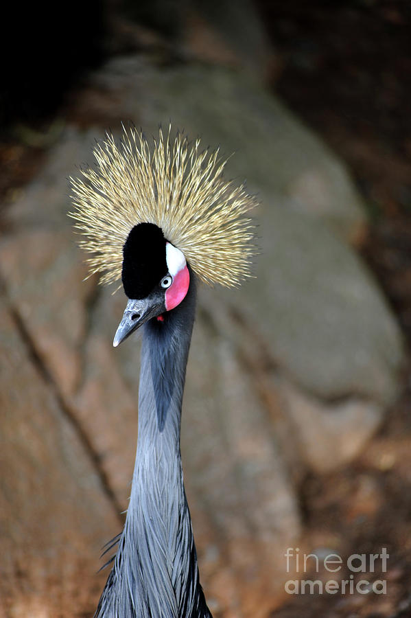 East African Crowned Crane portrait with intense gaze. Photograph by Gunther Allen