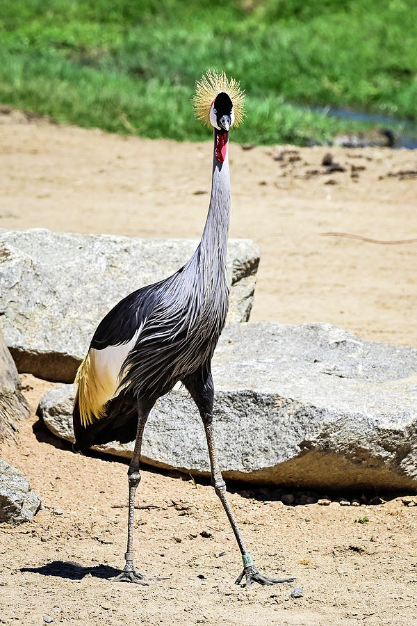 East African Grey Crowned Crane Photograph by Ed Stokes