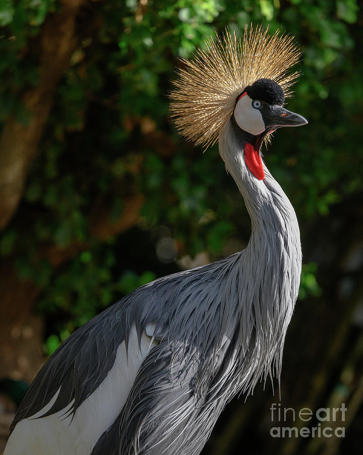 East Africian Crowned Crane Balearica Regulorum Photograph by Abigail Diane Photography