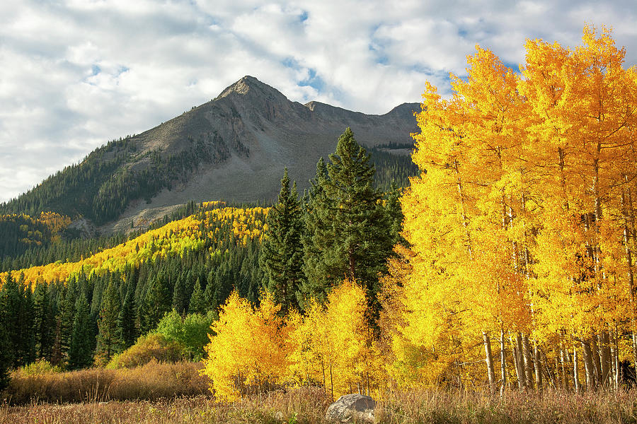 East Beckwith Aspens Photograph by Aaron Spong