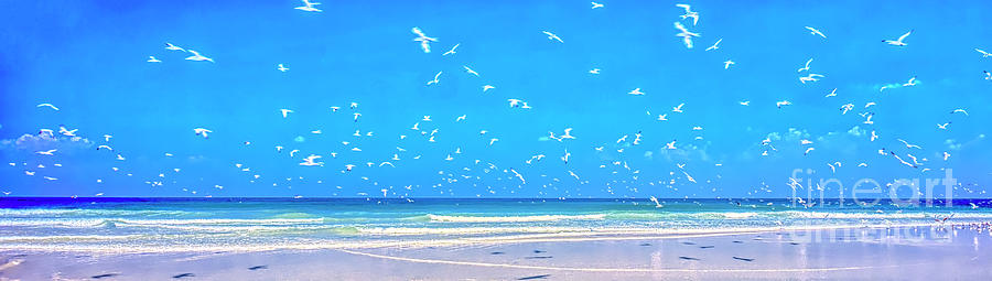 East Coast Florida Daytona Beach white sand seagulls  Photograph by Tom Jelen