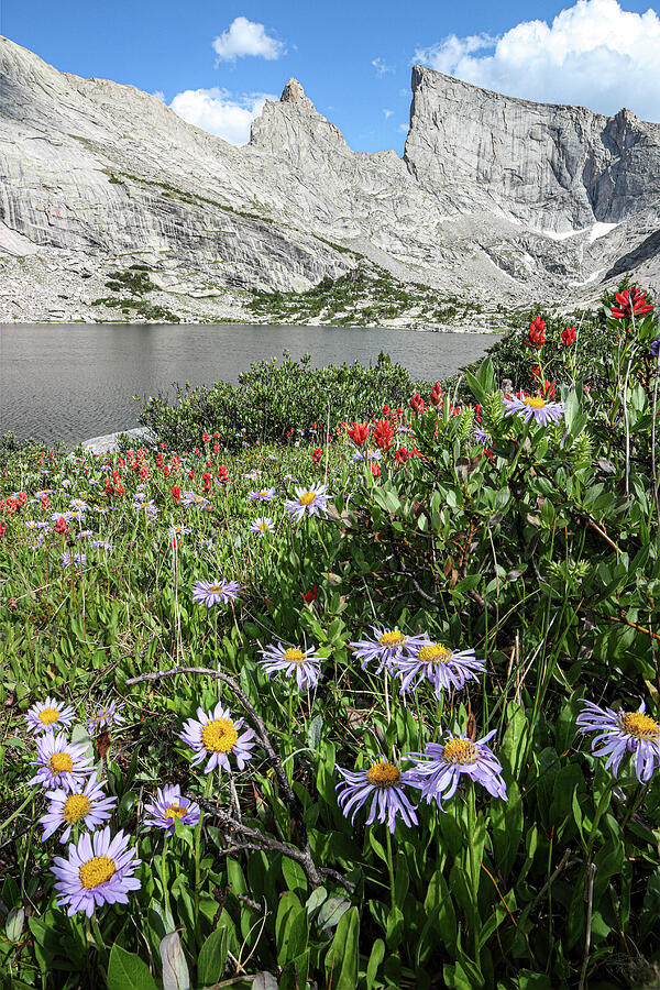East Temple Peak and wildflowers at Deep Lake - Wind River Photograph by Brett Pelletier