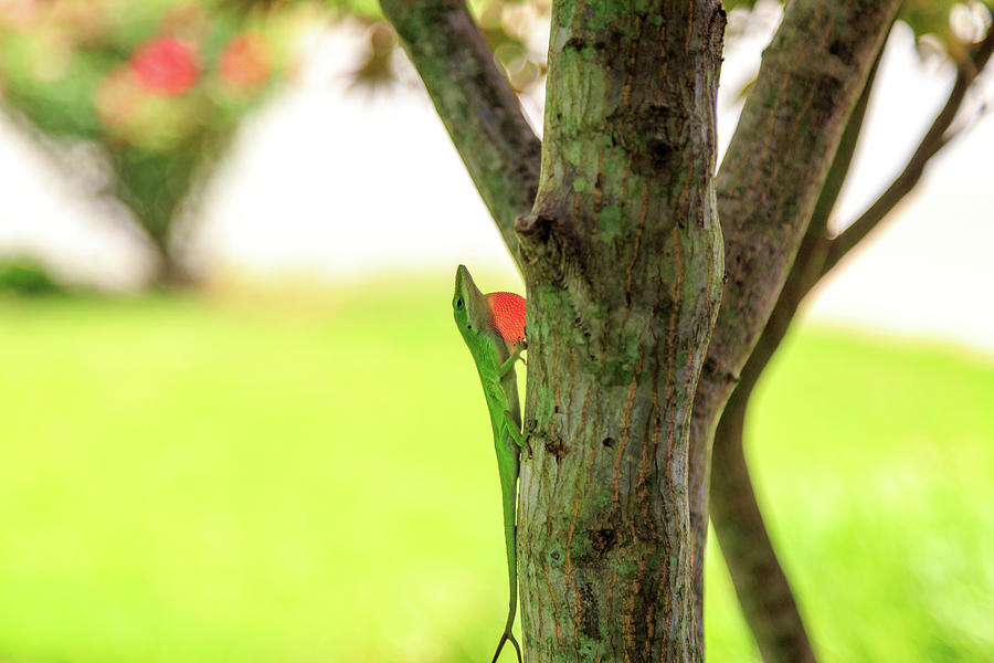 Tree Photograph - East Texas Green Anole Lizard by James Eddy