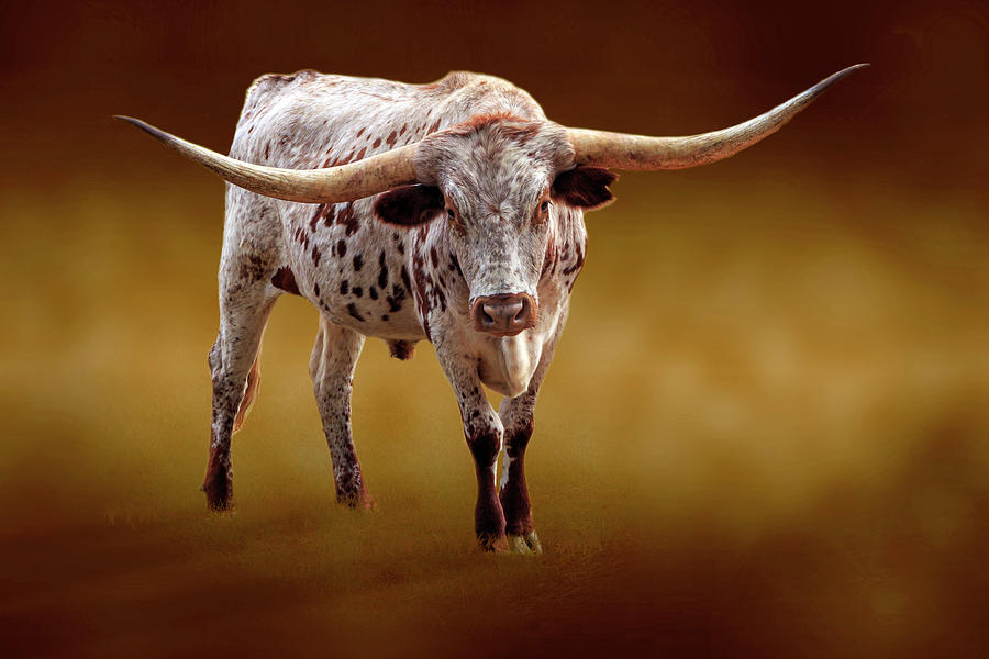 Cow Photograph - East Texas Longhorn by James Eddy